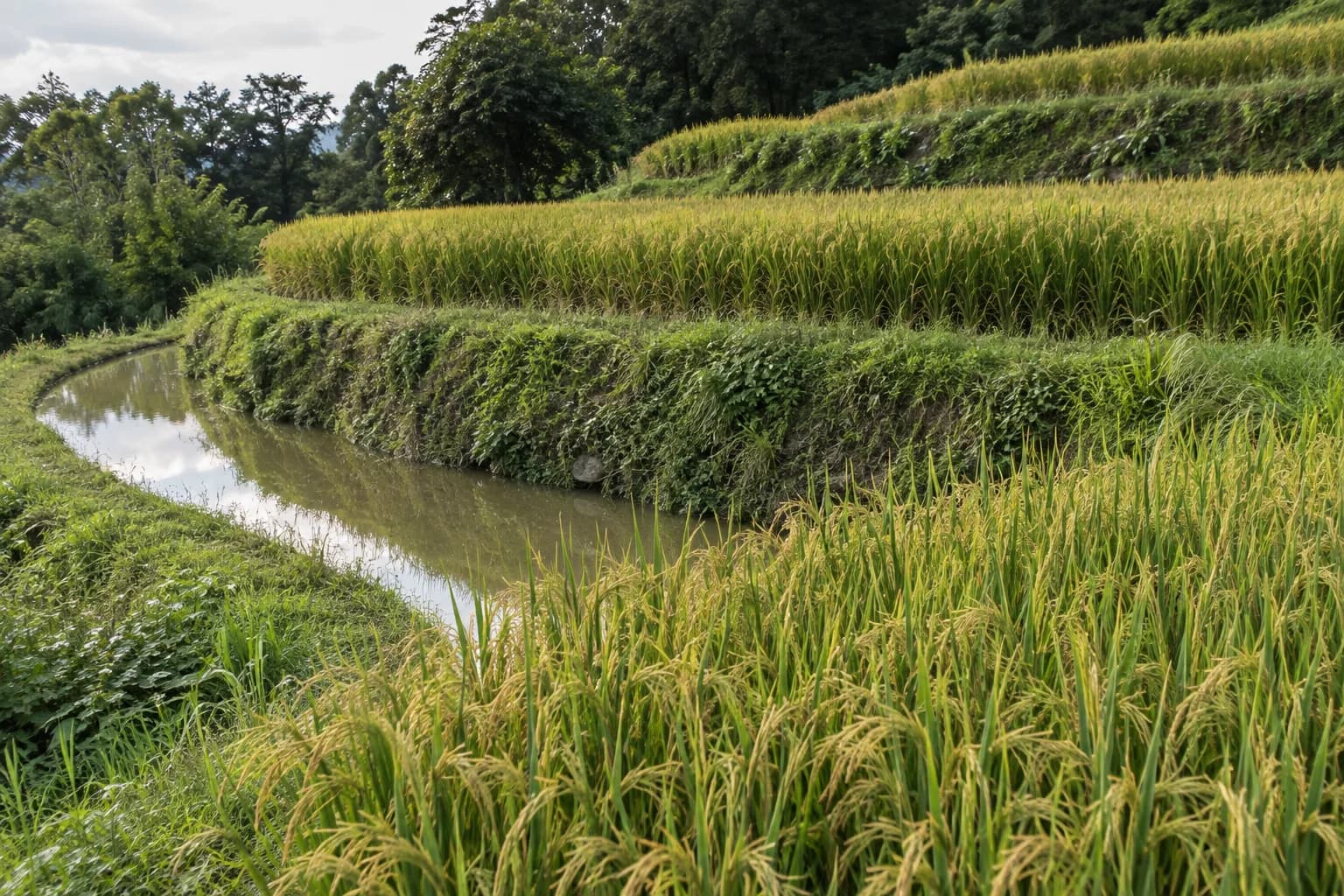 金綠稻穗沿坡地梯田層層排列，彎曲田埂旁的水面映著樹影與天空