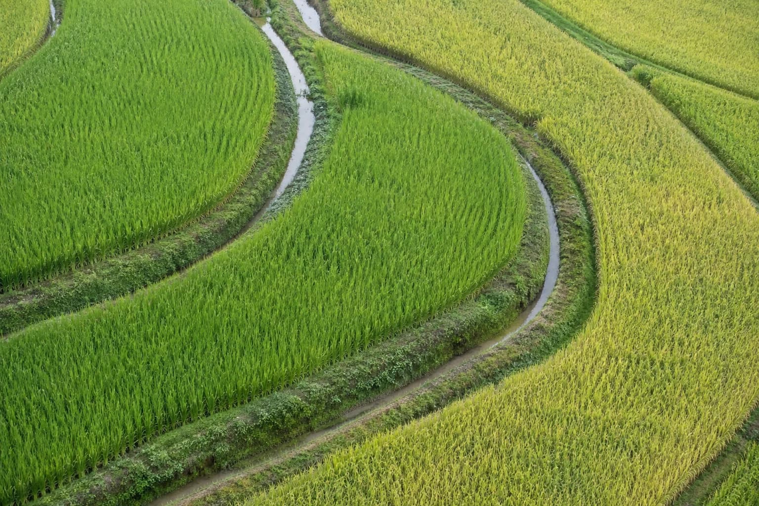 俯瞰青綠與淡金色稻田，弧形田埂和細長灌溉水路交錯延伸