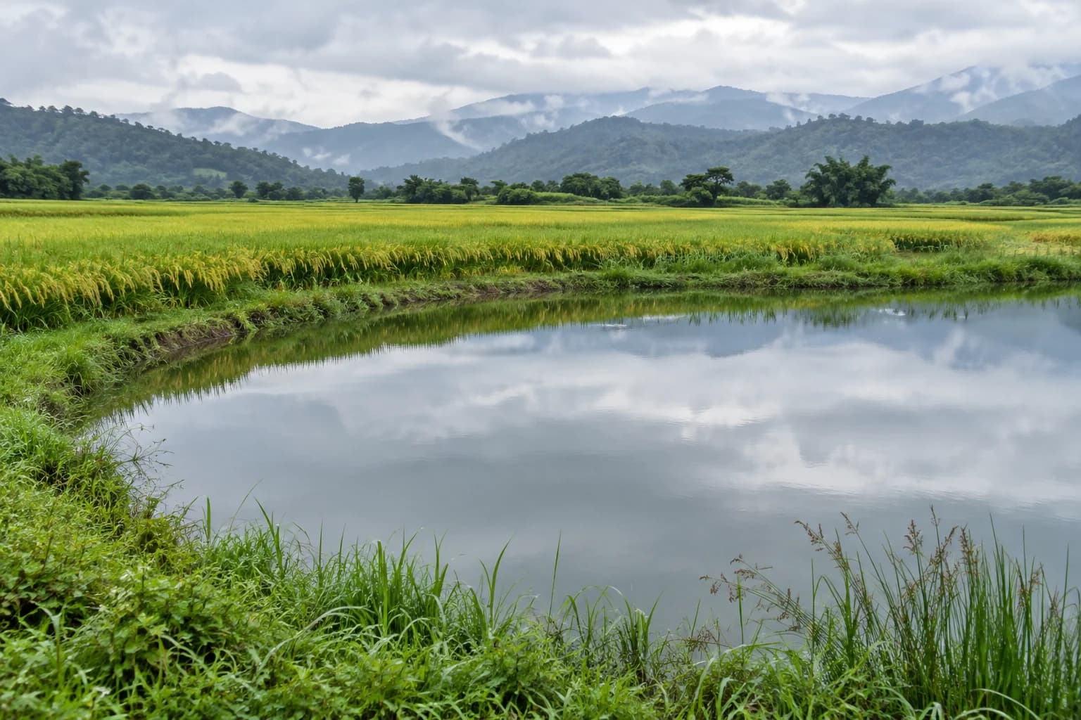 雨後的埤塘映著灰白雲層,弧形草岸後方是青金色稻田與遠山